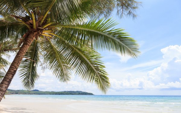 Пляж с пальмами