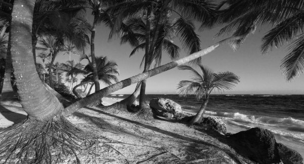 Море пальмы чб