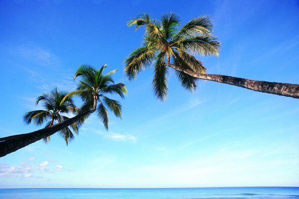 Обои пальмы