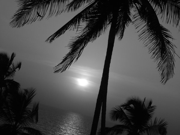 Белая Пальма