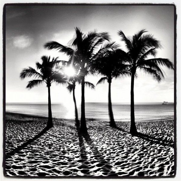 Пальмы на черном море