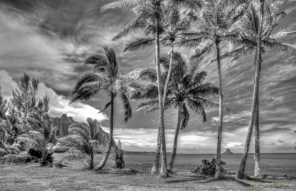 Пальма черно белая