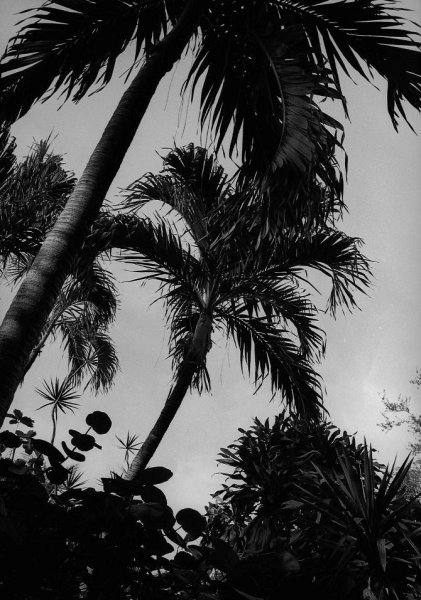 Пальма черная