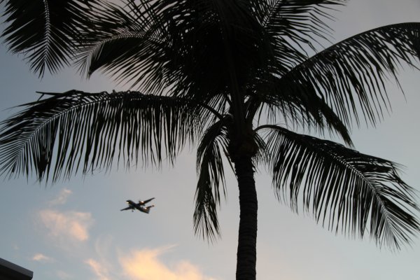 Пальма черно белая