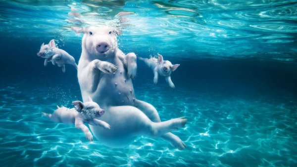 Под водой