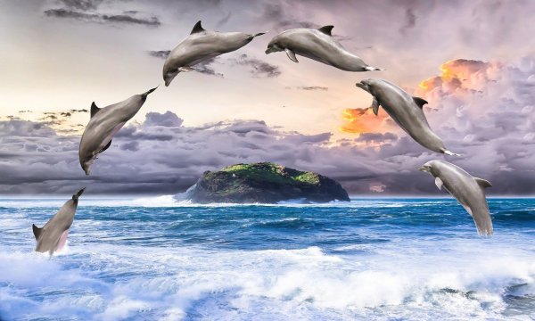 Дельфин-Афалина Тенерифе