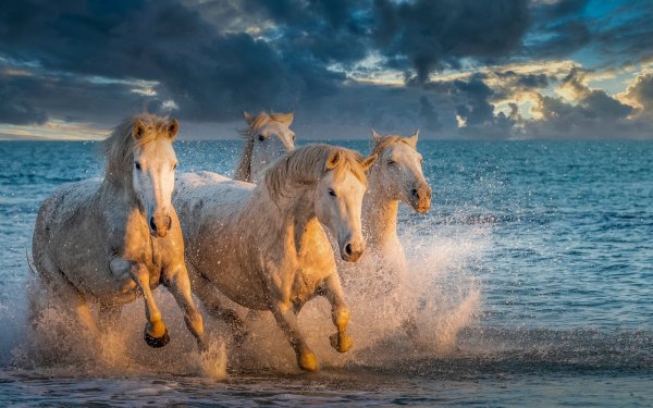 Загрязнение мирового океана