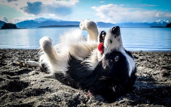 Марсалам Египет морская корова