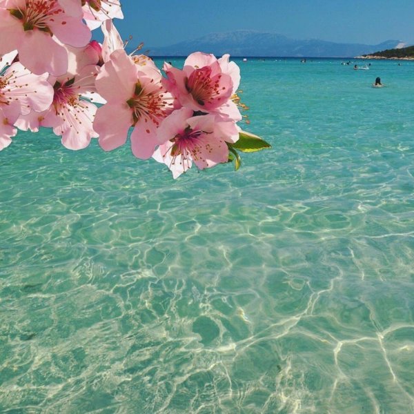 Мыс Фиолент маки