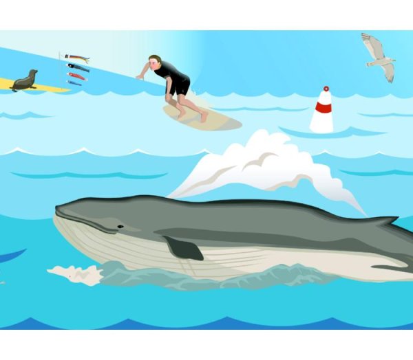 Дети моря кит