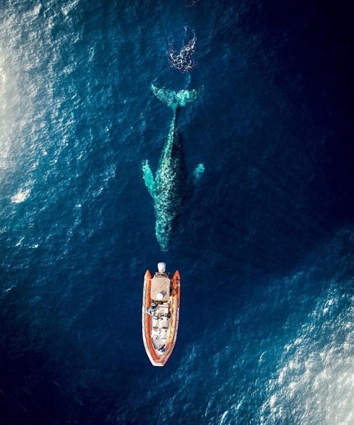 Кит и лодка