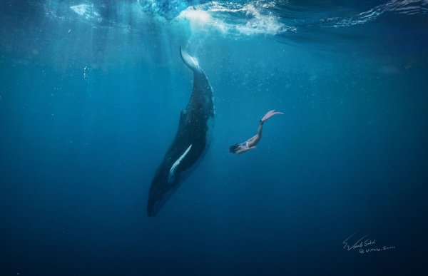 Плавать с китами