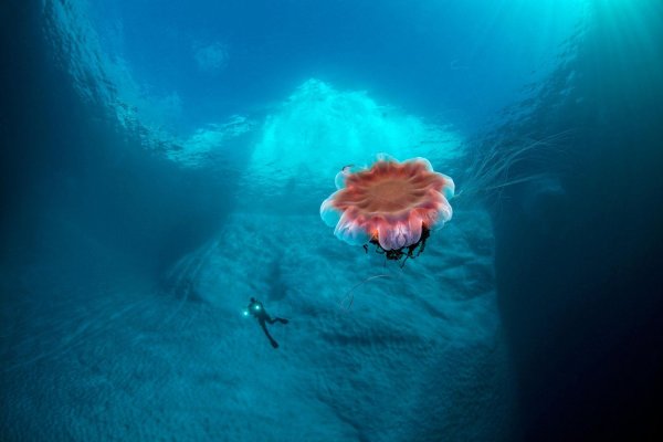 Северно ядовитый океан под водой