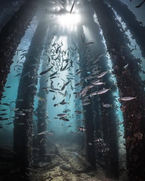 Где живут подводные экраны