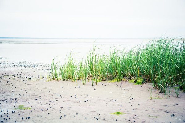 Трава на берегу моря