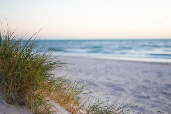 Великое травяное море