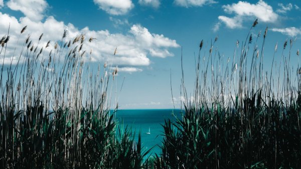 Трава у моря