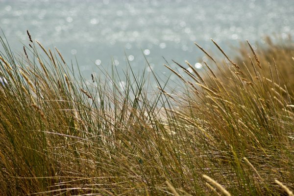 Сухая трава на берегу