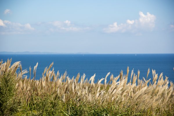 Трава на берегу моря