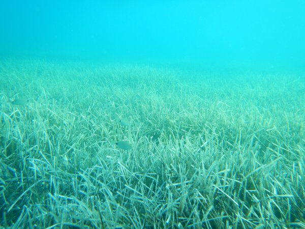 Посейдония водоросли