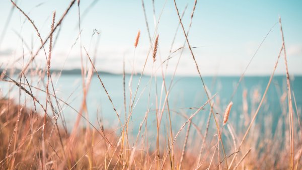 Море с сухой травой