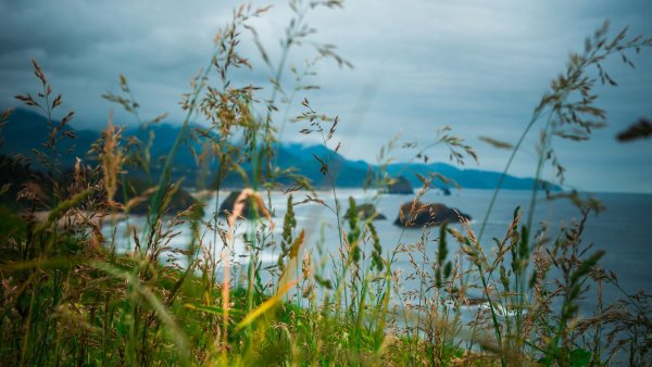 Трава колосья у моря