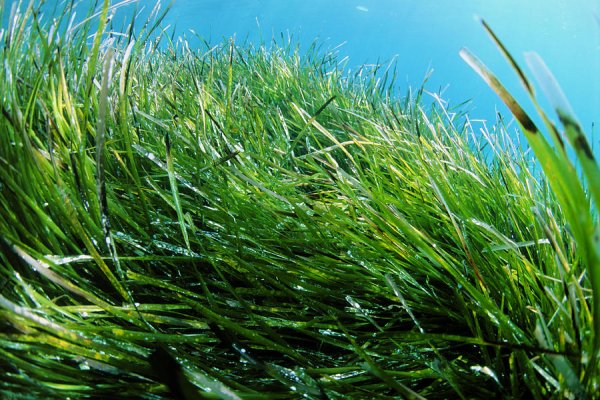 Чука водоросли