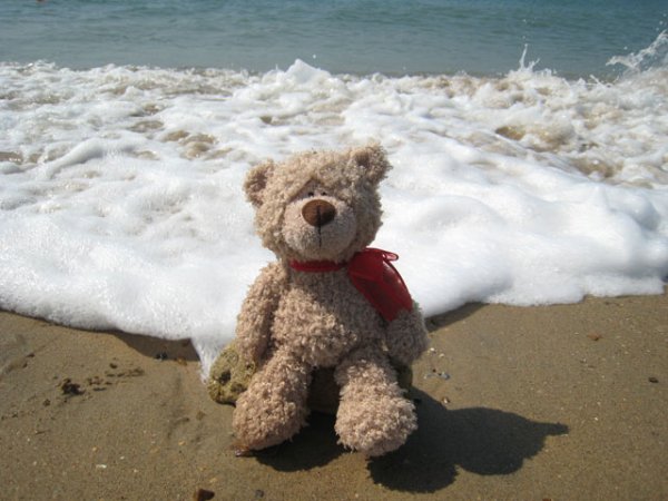 Грустный медведь на берегу