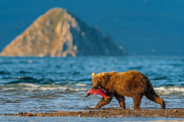 Медведь сидит Камчатка