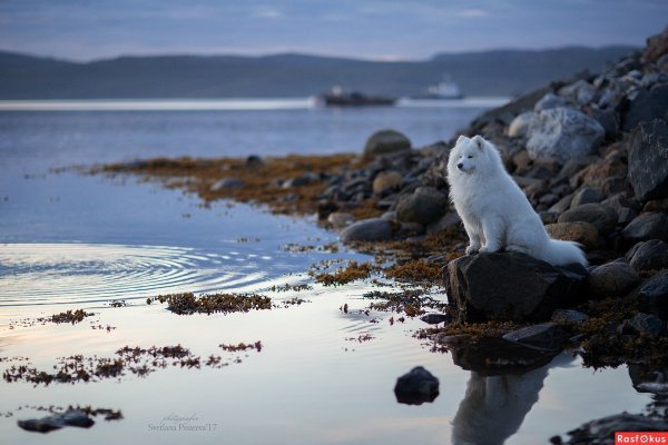 Объятия мишки