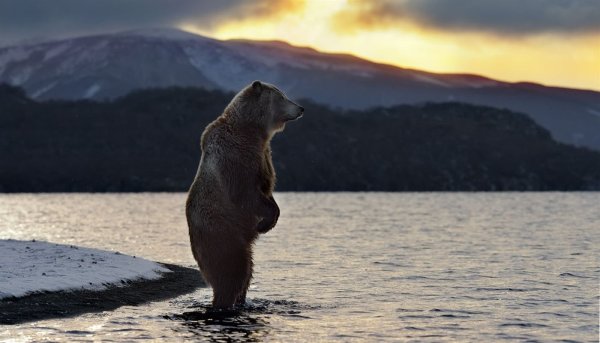 Сердце Алаида Курильское озеро
