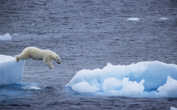 Бурый медведь