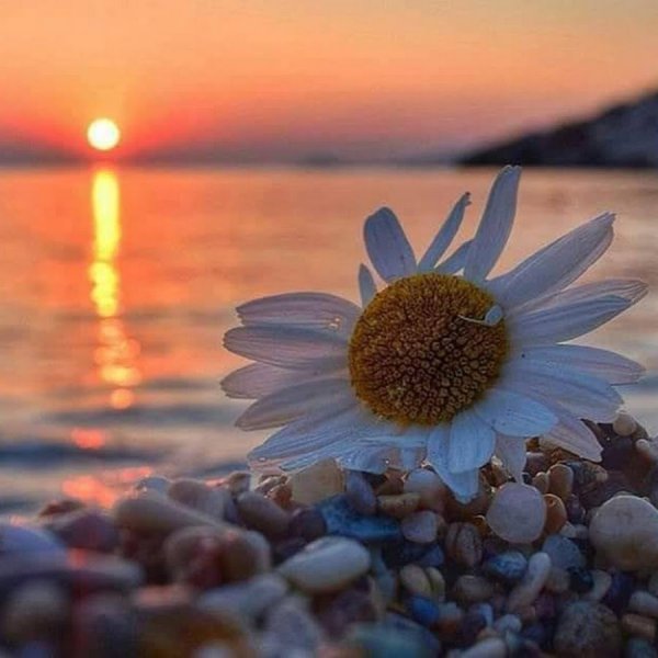 Ромашки на солнце у моря