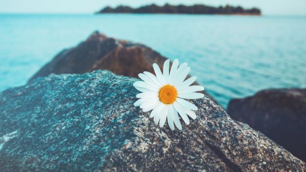 Ромашки на побережье