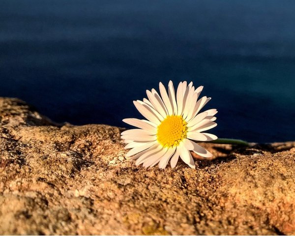 Букет ромашек на море