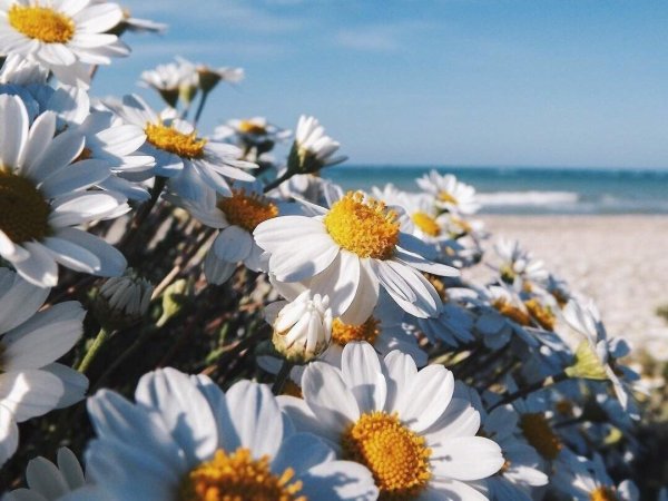 Ромашки на солнце у моря