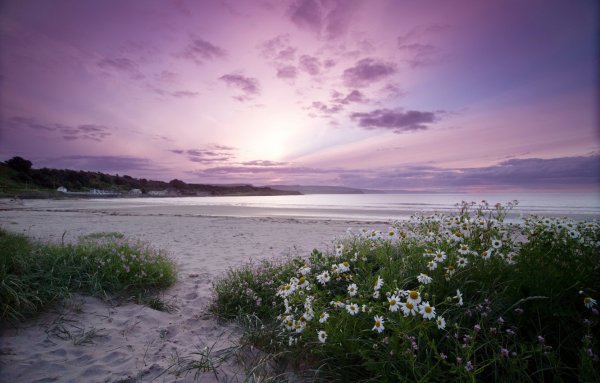 Крымская Ромашка