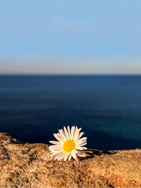 Ромашки на берегу моря