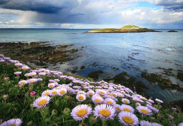 Ромашки и море на рабочий стол