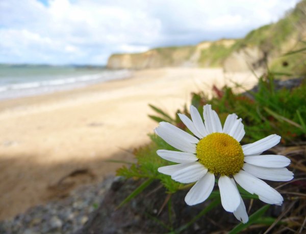 Море ромашек