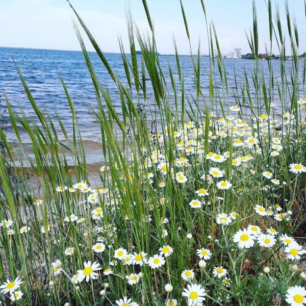 Ромашки на берегу моря