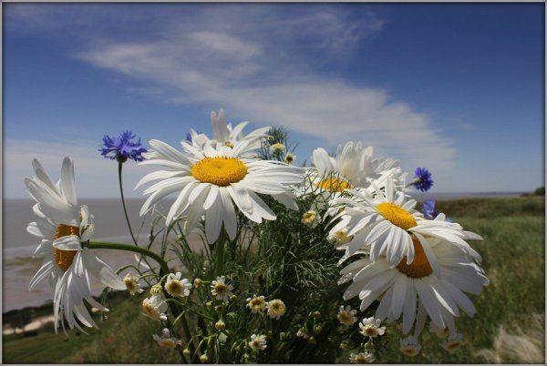 Чукотка, ромашки