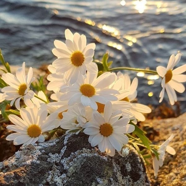 Ромашки на берегу моря