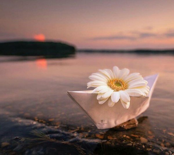 Море ромашек