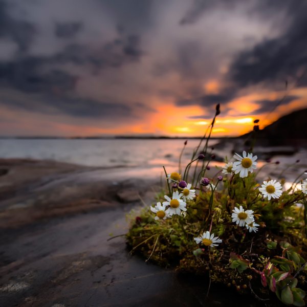 Пейзаж поле с ромашками
