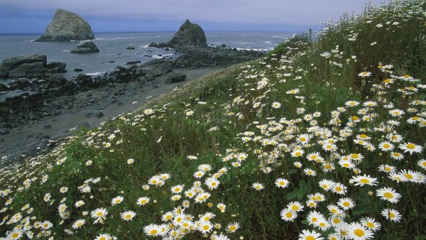 Ромашки у реки вечером