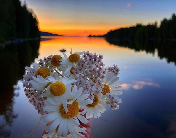 Цветы на рассвете