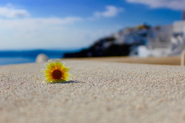 Ромашковое море