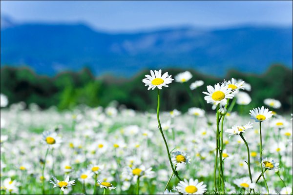 Высказывания про цветы