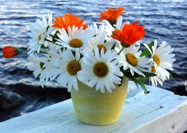 Море ромашек